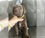 Puppy Puppy 4 Labrador Retriever