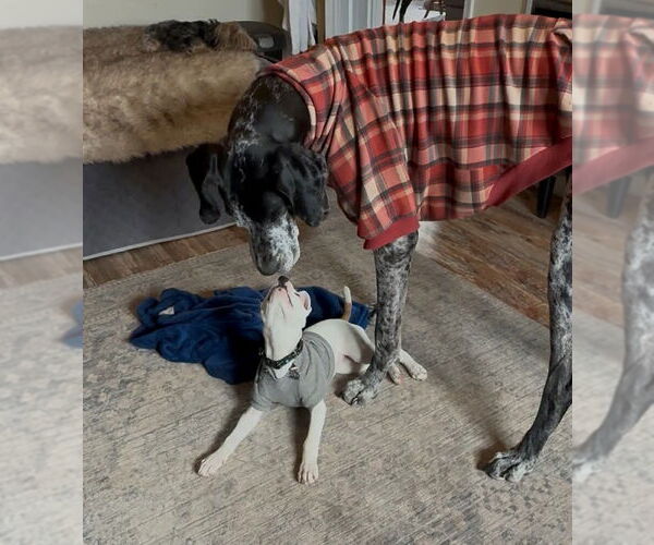 Medium Photo #2 American Staffordshire Terrier-Unknown Mix Puppy For Sale in Shermans Dale, PA, USA