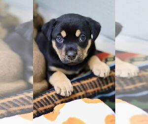 Australian Kelpie-Unknown Mix Dogs for adoption in Webster, WI, USA