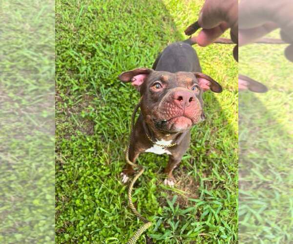 Medium Photo #2 Mutt Puppy For Sale in Abbeville, LA, USA