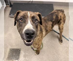 Catahoula Leopard Dog-Unknown Mix Dogs for adoption in HESPERIA, CA, USA