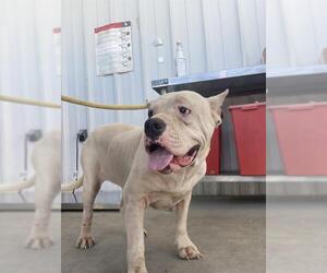 American Pit Bull Terrier Dogs for adoption in Bakersfield, CA, USA