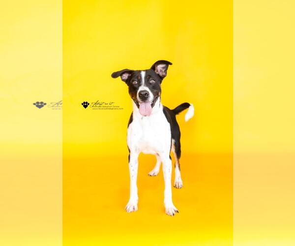 Medium Photo #6 Mutt Puppy For Sale in Rockwall, TX, USA