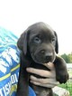 Small Photo #32 Labrador Retriever Puppy For Sale in EATONVILLE, WA, USA