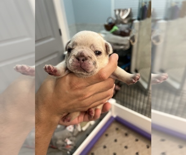 Medium Photo #4 French Bulldog Puppy For Sale in MONROE, GA, USA