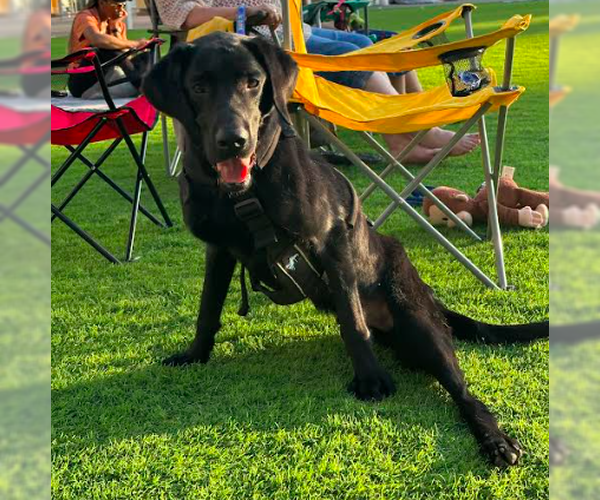 Medium Photo #12 Labrador Retriever Puppy For Sale in Brooklyn Center, MN, USA