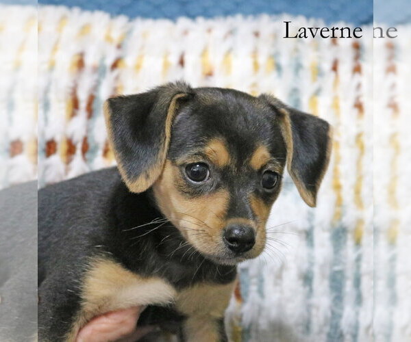 Medium Photo #6 Chiweenie Puppy For Sale in Wakefield, RI, USA