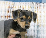 Small #5 Chiweenie