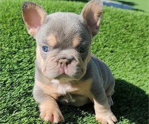 French Bulldog Puppy for sale in LAS VEGAS, NV, USA