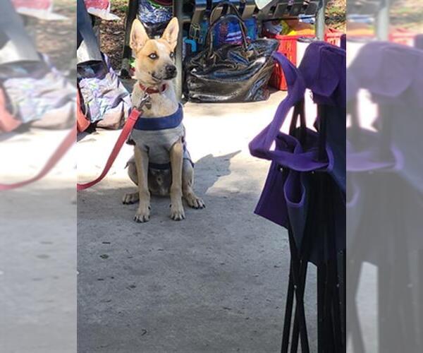 Medium Photo #1 Mutt Puppy For Sale in San Antonio, TX, USA