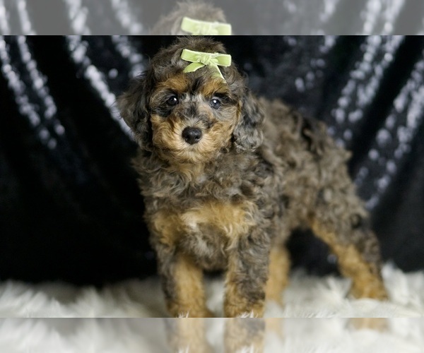 Medium Photo #3 Poodle (Miniature) Puppy For Sale in WARSAW, IN, USA
