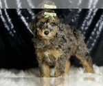 Small #2 Poodle (Miniature)