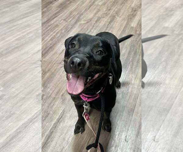 Medium Photo #8 Labrador Retriever-Unknown Mix Puppy For Sale in Munford, TN, USA