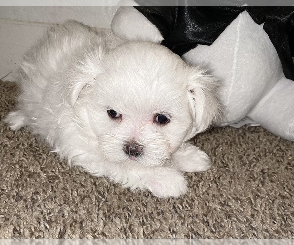 Medium Photo #4 Maltese Puppy For Sale in KANSAS CITY, MO, USA