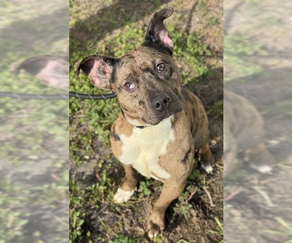 Medium Photo #2 American Staffordshire Terrier Puppy For Sale in Fort Lauderdale, FL, USA