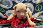 Small Photo #90 Dogo Argentino Puppy For Sale in JANE, MO, USA