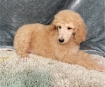 Small #13 Poodle (Standard)