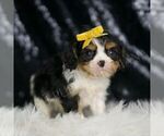 Small Photo #12 Cavalier King Charles Spaniel Puppy For Sale in WARSAW, IN, USA