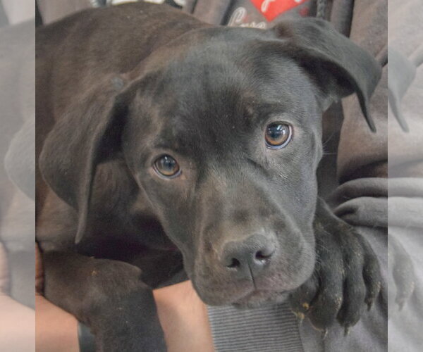 Medium Photo #6 American Staffordshire Terrier-Unknown Mix Puppy For Sale in Huntley, IL, USA