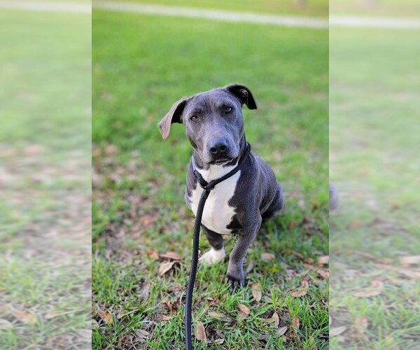 Medium Photo #9 Mutt Puppy For Sale in Abbeville, LA, USA