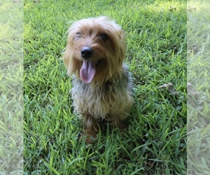 Yorkshire Terrier Puppy for sale in CENTERVILLE BRANCH, GA, USA