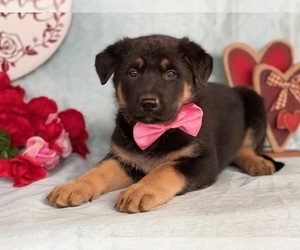 German Shepherd Dog Puppy for sale in LANCASTER, PA, USA