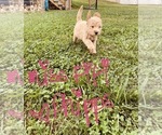Small Photo #80 Goldendoodle Puppy For Sale in WEST PLAINS, MO, USA