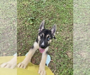 German Shepherd Dog-Siberian Husky Mix Puppy for sale in DECATUR, GA, USA