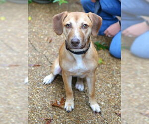 Labrador Retriever-Unknown Mix Dogs for adoption in Germanton, TN, USA