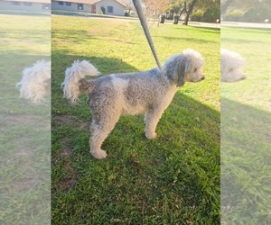 Mother of the Saint Berdoodle puppies born on 02/28/2026