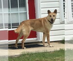 Small #3 Labrador Retriever Mix