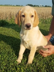 Labrador Retriever Puppy for sale in ARTHUR, IL, USA