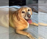 Small Photo #2 English Foxhound-Golden Retriever Mix Puppy For Sale in St. Augustine, FL, USA