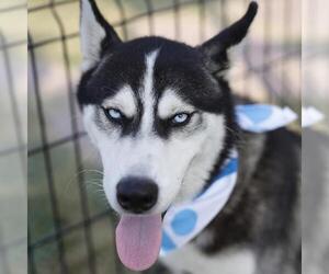 Siberian Husky Dogs for adoption in San Antonio, TX, USA