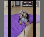 Small #2 Yorkshire Terrier