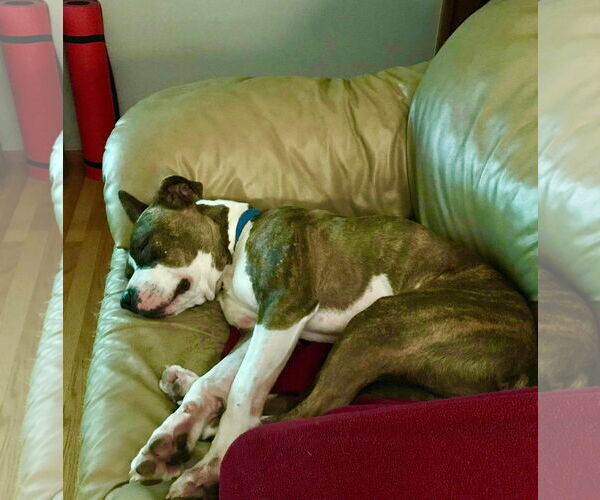 Medium Photo #21 American Pit Bull Terrier-Unknown Mix Puppy For Sale in Germantown, OH, USA