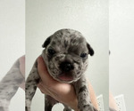 Small Photo #5 French Bulldog Puppy For Sale in KAHULUI, HI, USA