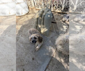 Chuy - Female Lhasa-Poo Dog for Adoption - Photo #2
