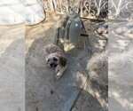 Small Photo #2 Lhasa-Poo Puppy For Sale in Dana Point, CA, USA