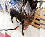 Small #9 Doberman Pinscher