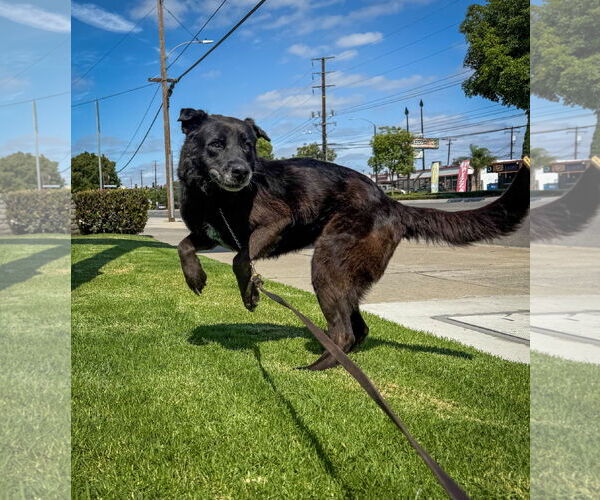 Medium Photo #2 Labrador Retriever-Unknown Mix Puppy For Sale in San Diego, CA, USA