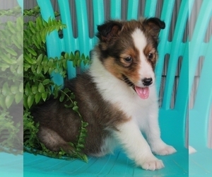 Shetland Sheepdog Puppy for sale in FREDERICKSBURG, OH, USA