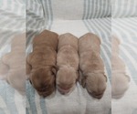 Small #8 Golden Retriever