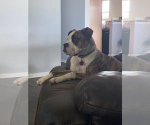 Boxer Puppy for sale in KNIGHTSVILLE, SC, USA