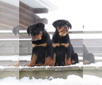 Small Photo #5 Rottweiler Puppy For Sale in OWEN, WI, USA