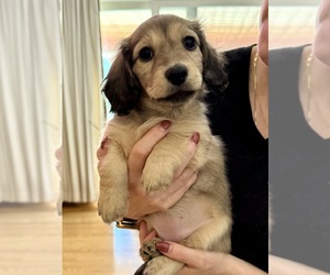 Dachshund Puppy for sale in LANEXA, VA, USA