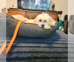 Small #1 Maltese