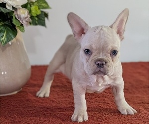 Medium French Bulldog