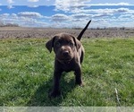 Small Photo #5 Labrador Retriever Puppy For Sale in JANESVILLE, WI, USA