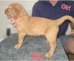 Puppy Red Golden Irish